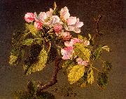 Martin Johnson Heade Apple Blossoms France oil painting reproduction